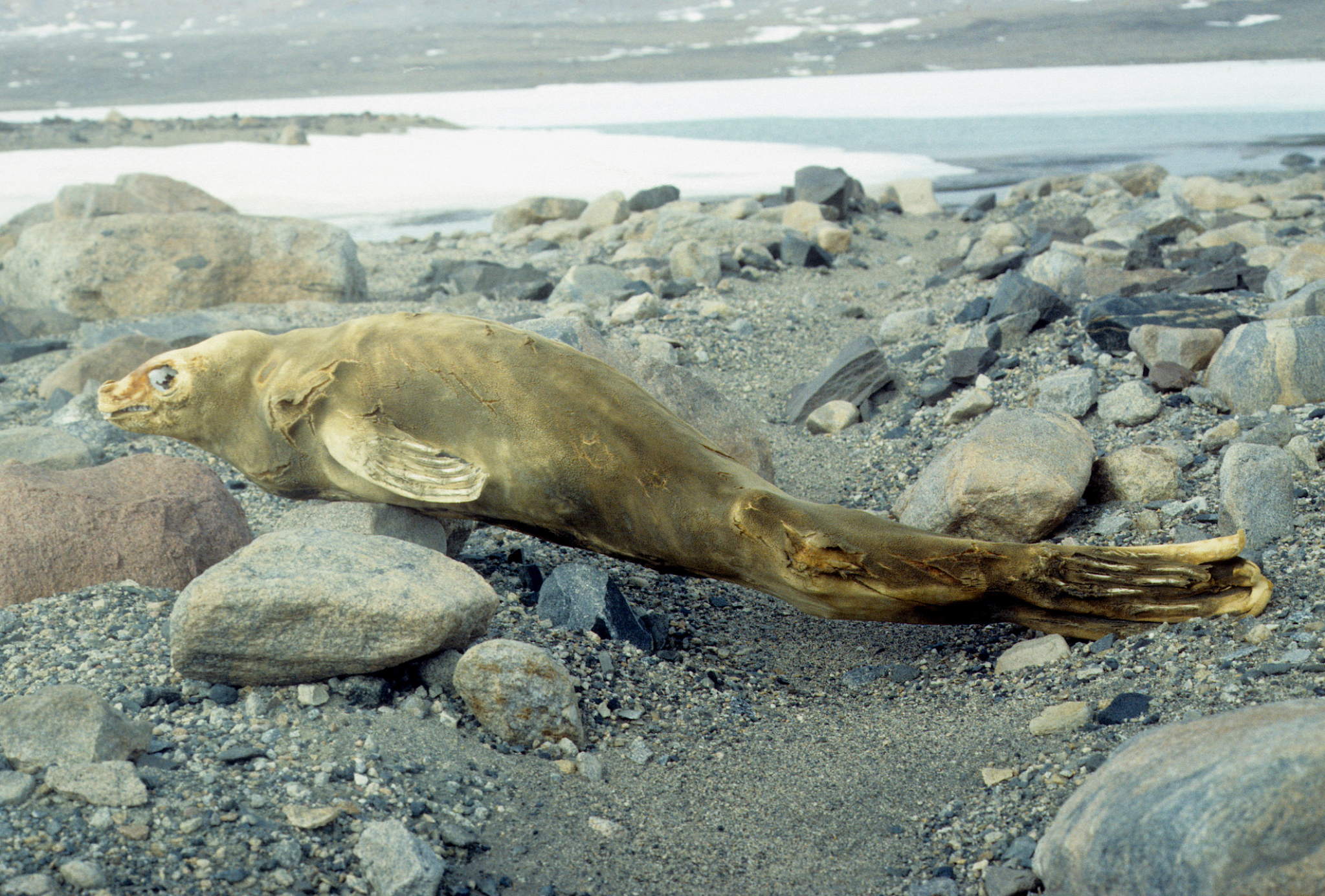 Mummified Sea Lion